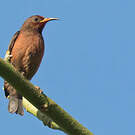 Myzomèle cardinal