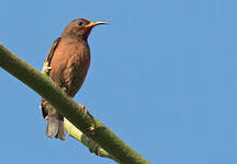 Myzomèle cardinal