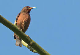 Myzomèle cardinal