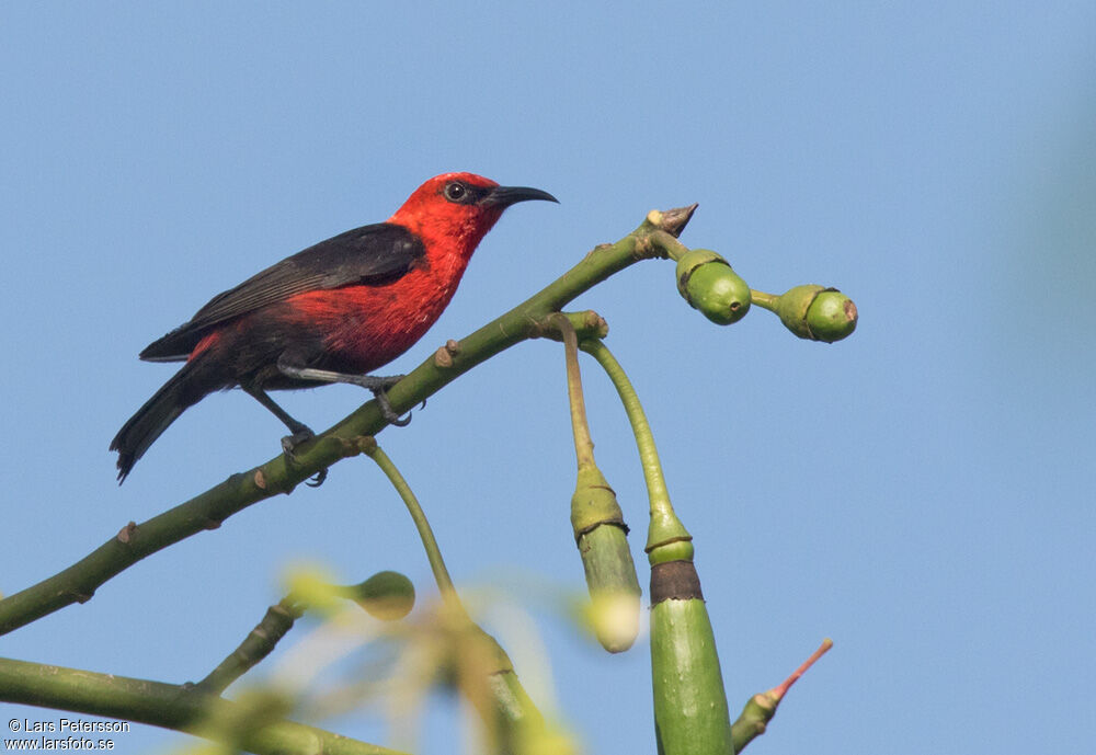 Myzomèle cardinal