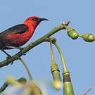 Myzomèle cardinal