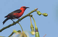 Myzomèle cardinal