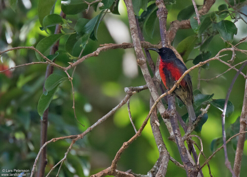 Red-vested Myzomela