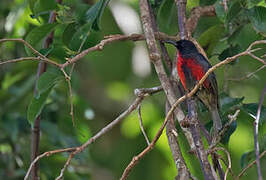 Red-vested Myzomela