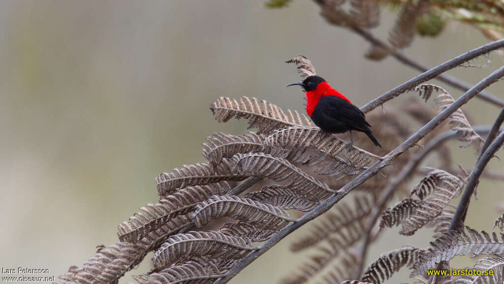 Red-collared Myzomela male adult, identification