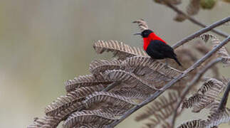 Red-collared Myzomela