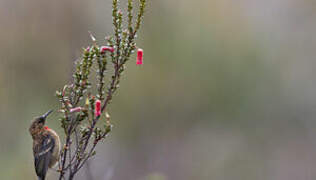 Red-collared Myzomela