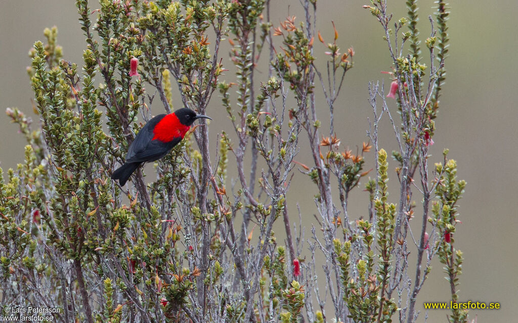 Red-collared Myzomela