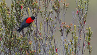 Red-collared Myzomela