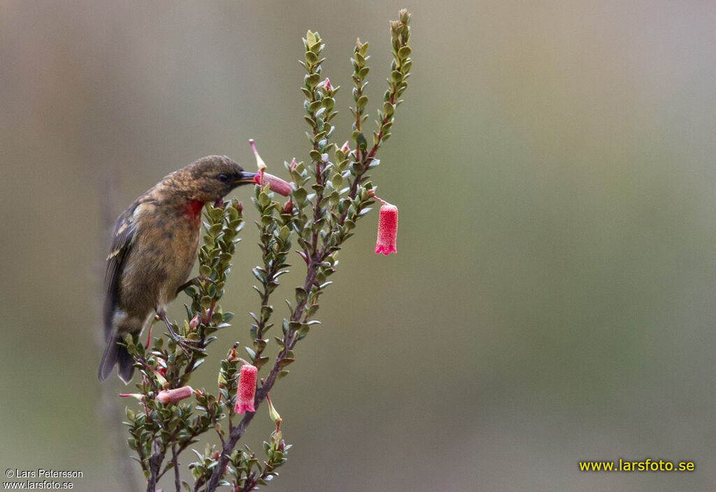 Red-collared Myzomela