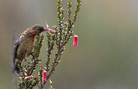 Red-collared Myzomela