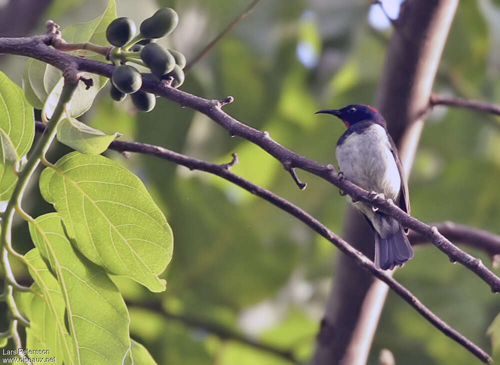 Black-breasted Myzomelaadult