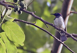 Black-breasted Myzomela