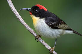 Sulphur-breasted Myzomela