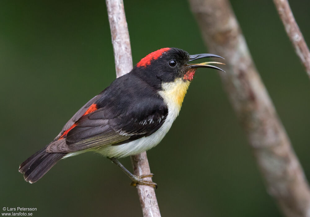 Sulphur-breasted Myzomela