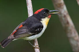 Sulphur-breasted Myzomela