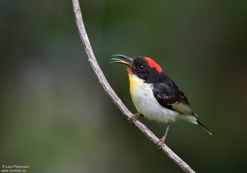 Sulphur-breasted Myzomela