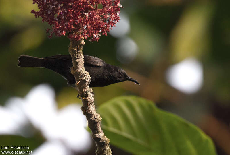 Papuan Black Myzomela male adult, identification