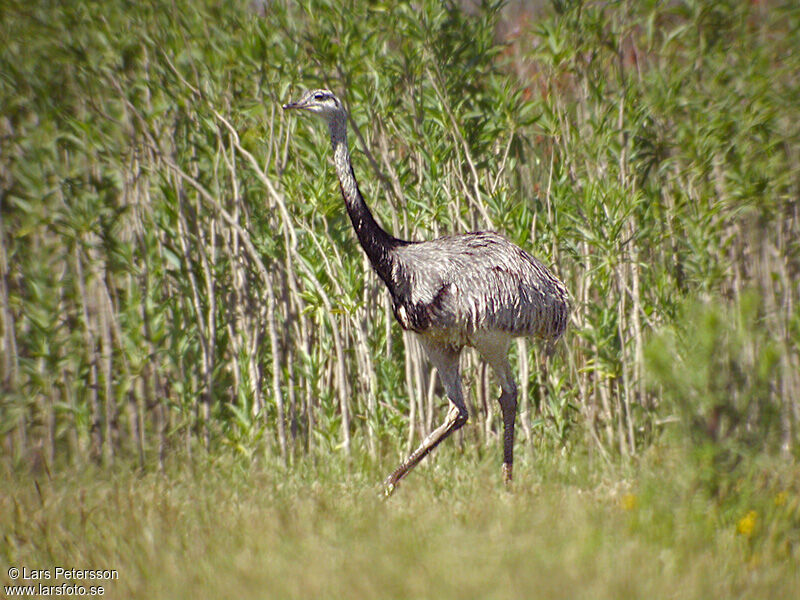 Greater Rhea