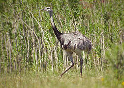 Greater Rhea