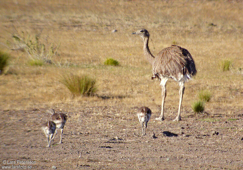 Lesser Rhea