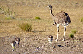 Lesser Rhea