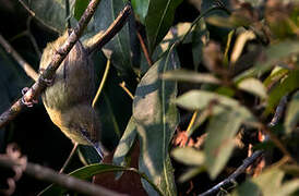 Pulitzer's Longbill