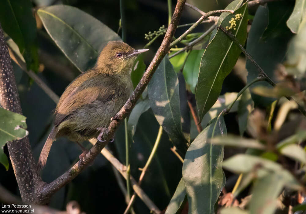 Nasique de Pulitzeradulte, identification