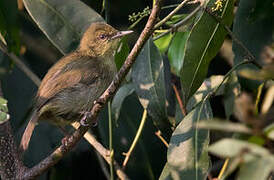 Pulitzer's Longbill