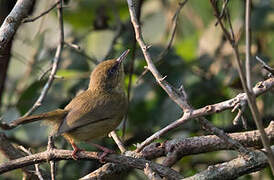 Pulitzer's Longbill