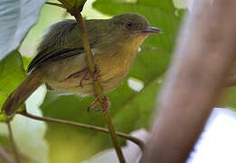 Grey Longbill