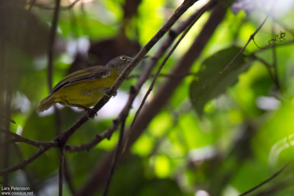 Yellow Longbill, identification