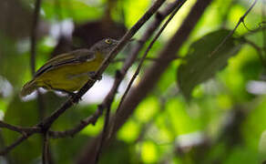 Yellow Longbill