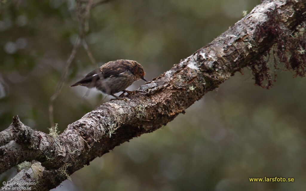 Black Sittella