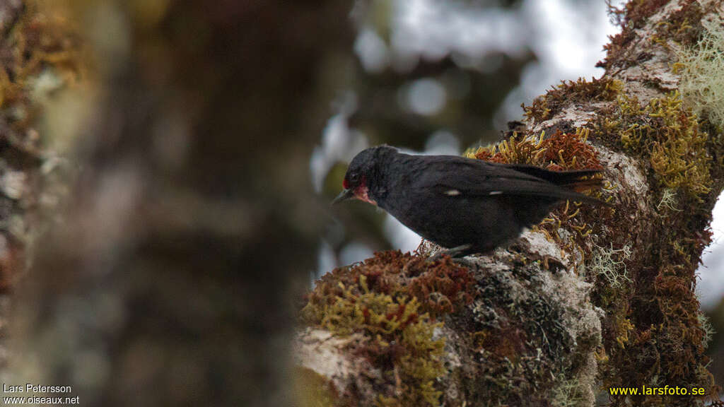 Black Sittellaadult