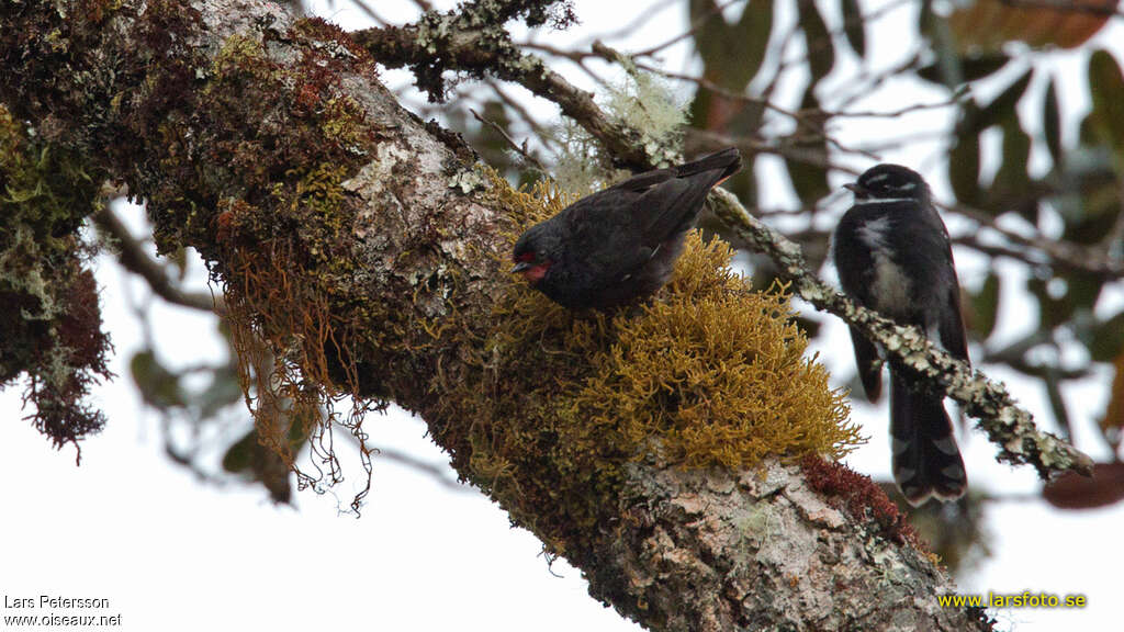 Black Sittellaadult, habitat