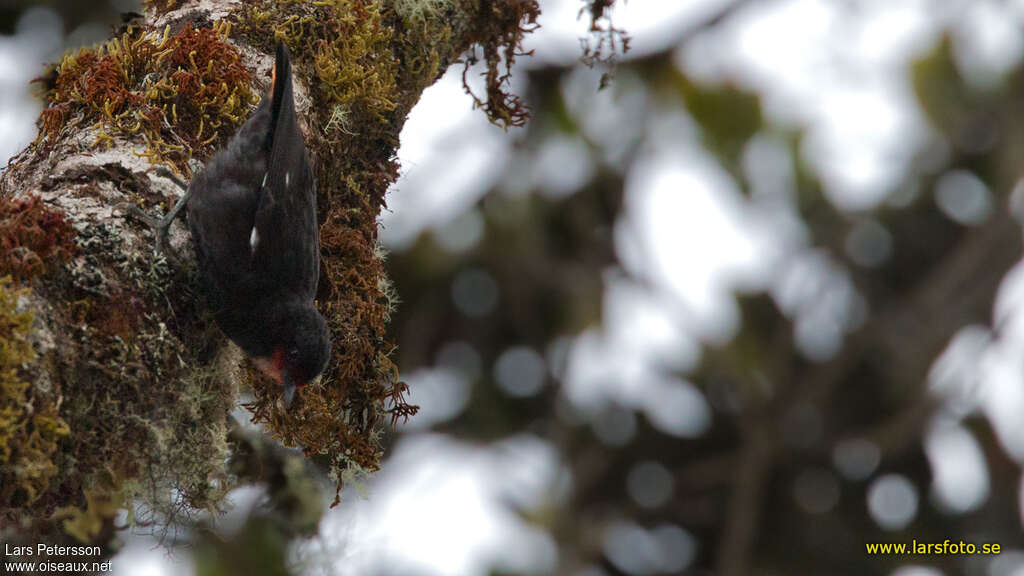 Black Sittellaadult, Behaviour