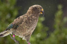 Kea