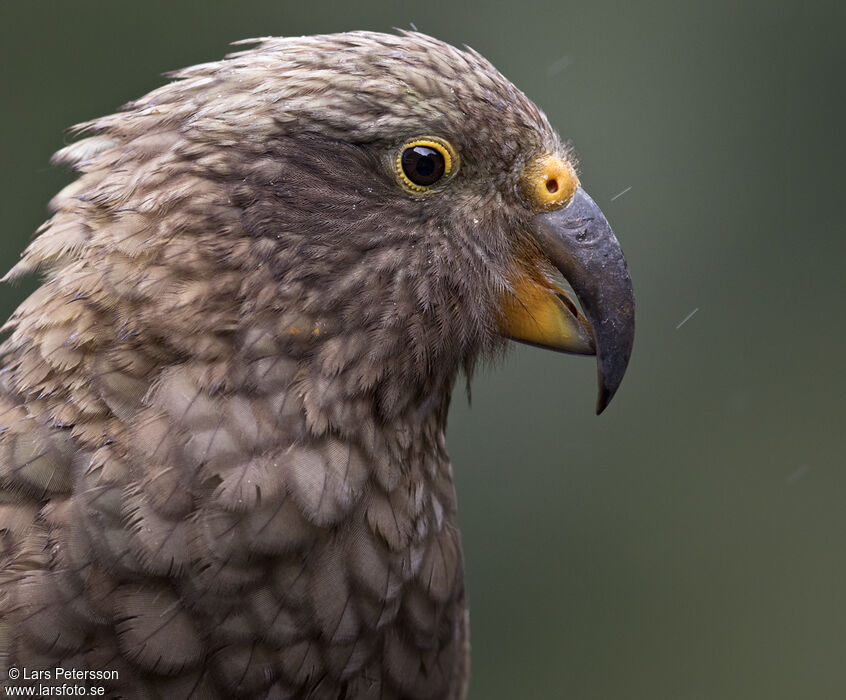 Kea