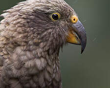 Kea