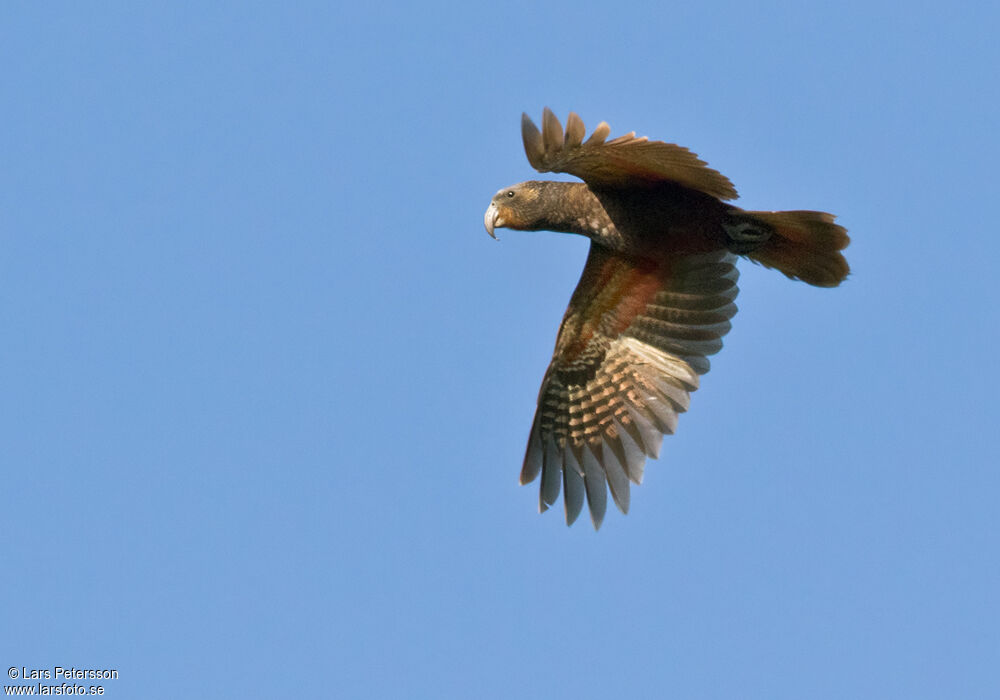 New Zealand Kaka