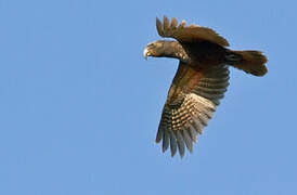 New Zealand Kaka