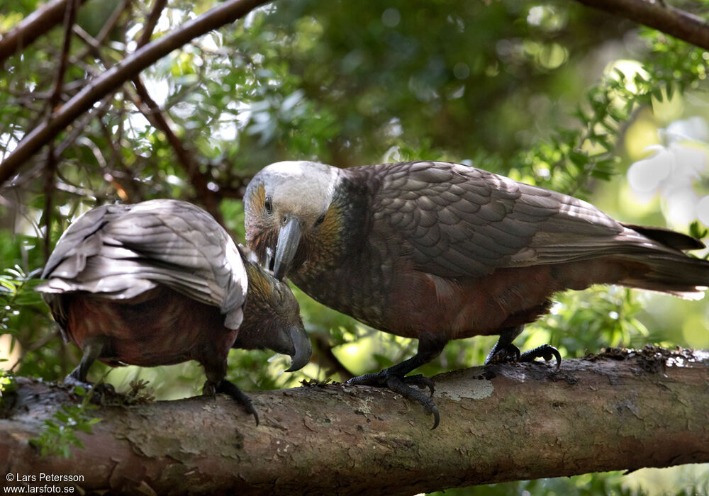 New Zealand Kaka