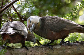 New Zealand Kaka