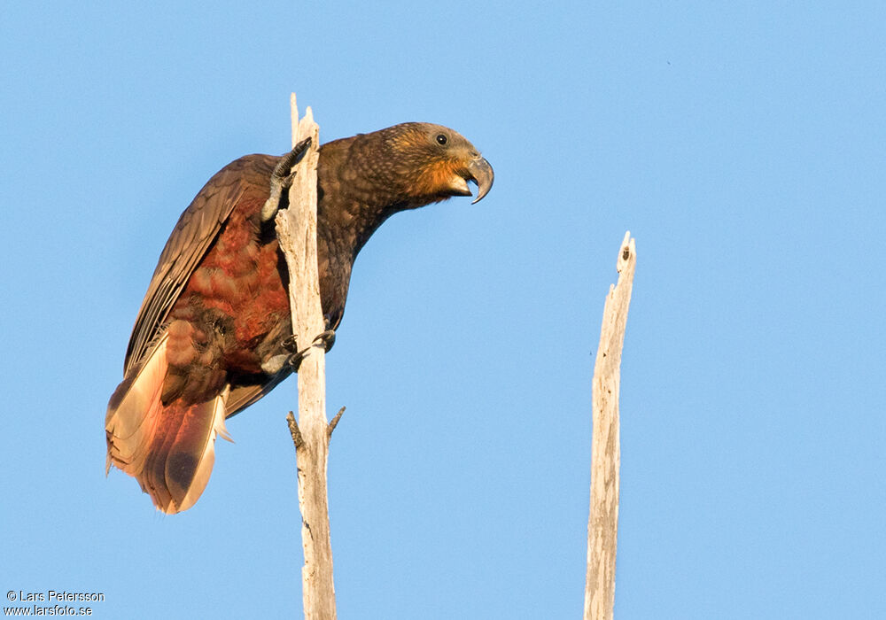 New Zealand Kaka