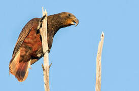 New Zealand Kaka