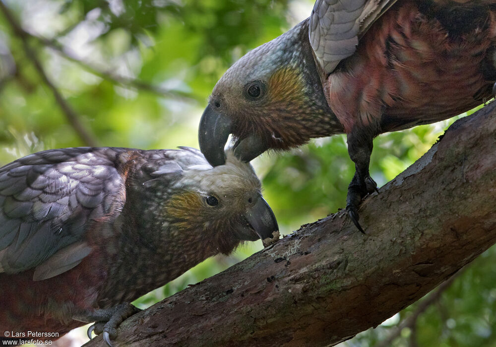 New Zealand Kaka