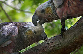 New Zealand Kaka