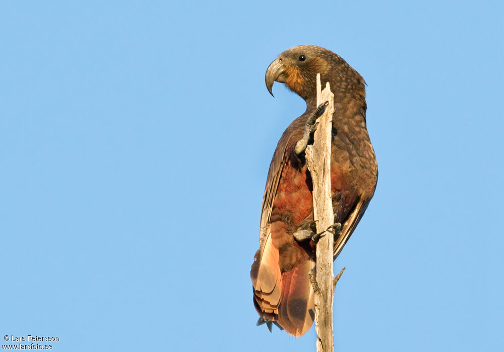 New Zealand Kaka