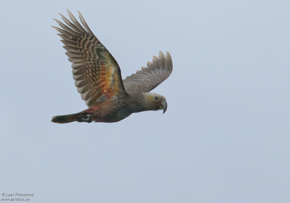 New Zealand Kaka